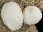Fossil Sea Urchins (Eupatagus) Composite Sculpture - Florida #50984-2